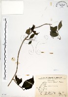 藏品(華八仙)的圖片