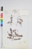 藏品(高山白珠樹)的圖片