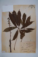 藏品(臺灣鵝掌柴)的圖片