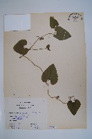 藏品(臺灣馬兜鈴、痢藥草)的圖片