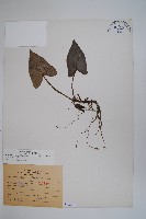 藏品(薄葉細辛、尾花細辛)的圖片