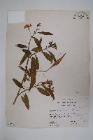 藏品(尖尾鳳、馬利筋)的圖片