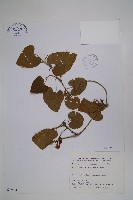 藏品(臺灣馬兜鈴、痢藥草)的圖片