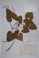 藏品(大葉馬兜鈴)的圖片