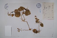 藏品(蘭嶼牛皮消、蘭嶼白薇)的圖片