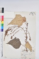 藏品(白匏子)的圖片