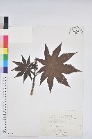 藏品(蓖麻)的圖片