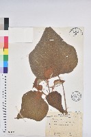 藏品(野桐)的圖片