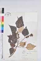 藏品(白匏子)的圖片