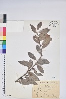 藏品(珍珠花、長尾葉越橘)的圖片