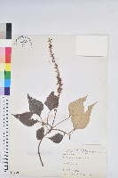 藏品(白匏子)的圖片