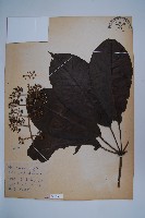 藏品(鵝掌柴、江某、鴨腳樹)的圖片