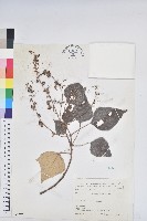 藏品(白匏子)的圖片