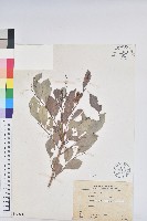 藏品(細葉饅頭果)的圖片