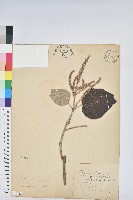 藏品(野桐)的圖片