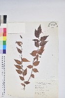 藏品(白珠樹)的圖片