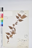 藏品(白珠樹)的圖片