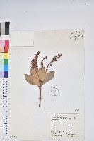 藏品(臺灣馬醉木)的圖片