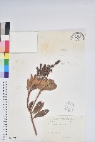 藏品(臺灣馬醉木)的圖片