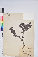 藏品(高山越橘)的圖片