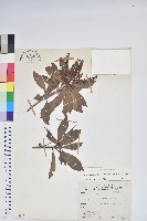 藏品(臺灣馬醉木)的圖片