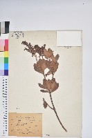 藏品(臺灣馬醉木)的圖片