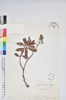 藏品(臺灣馬醉木)的圖片