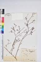 藏品(毛蕊花)的圖片