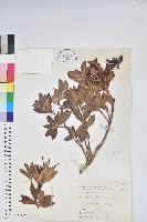 藏品(臺灣馬醉木)的圖片