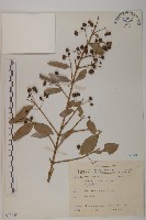 藏品(刺果衛矛)的圖片