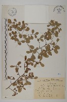 藏品(北仲, 刺裸實)的圖片