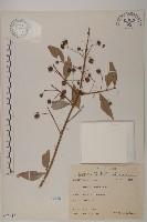 藏品(刺果衛矛)的圖片