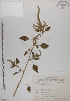 藏品(野莧菜)的圖片