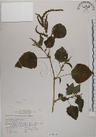 藏品(野莧菜)的圖片