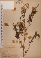 藏品(野莧菜)的圖片