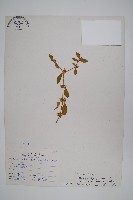 藏品(蓮子草)的圖片