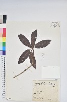 藏品(森氏杜鵑、森氏滿江紅)的圖片