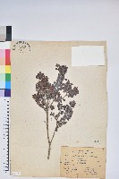 藏品(高山越橘)的圖片