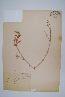 藏品(空心蓮子草)的圖片