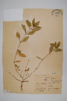 藏品(蓮子草)的圖片