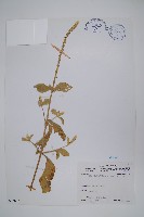 藏品(印度牛膝、土牛藤)的圖片