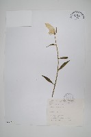 藏品(青葙)的圖片