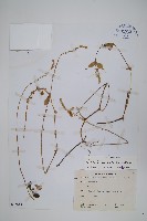 藏品(假川牛膝)的圖片