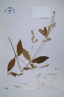 藏品(日本牛膝)的圖片