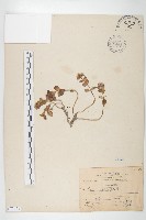 藏品(穗花佛甲草)的圖片