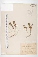 藏品(穗花佛甲草)的圖片