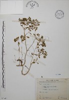 藏品(台灣佛甲草、石板菜)的圖片