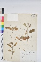 藏品(白苞猩猩草)的圖片