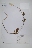 藏品(青葙)的圖片