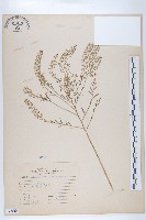 藏品(獨行菜)的圖片